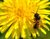 Nature reserve is 'bee's knees'