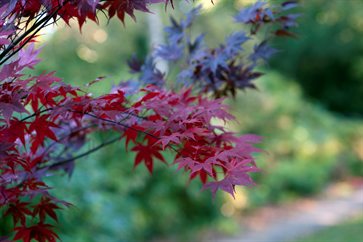 Acer leaves