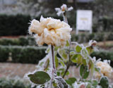 A frozen rose in Bushey Rose Garden