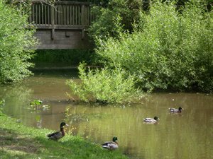 Moatfield ducks