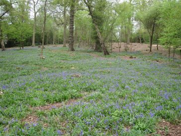 Furzefield coppice