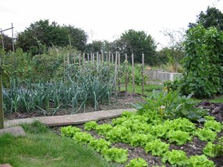 An allotment in Hertsmere with vegetable patches