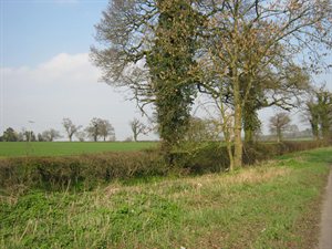 Hedgerow alongside fields