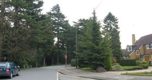 preserved Cedars in The Avenue, Radlett, which enhance the streetscene