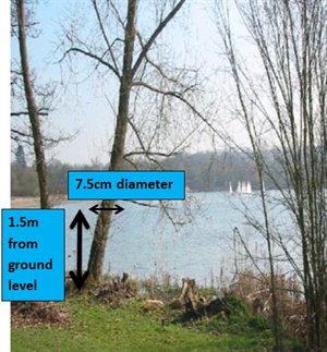 notice is not required for trees with a stem diameter under 7.5cm when measured at 1.5m above the ground
