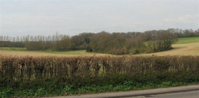 preserved woodland in a rural setting viewed across fields