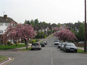 a street lined with trees with pink blossom
