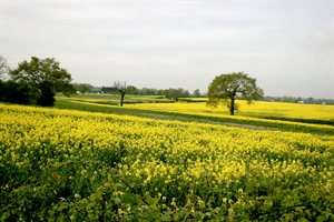 View from South Mimms across fields