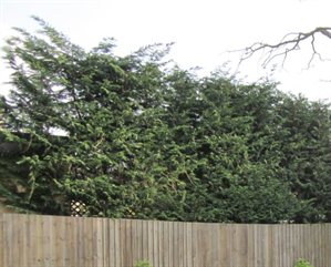 hedge showing above a wooden fence