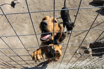 A dog in a kennel attempting to climb the fence.