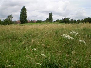 Hartspring meadow