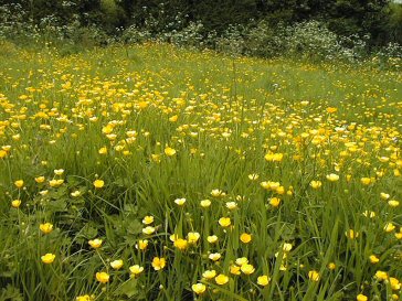 Meadow view