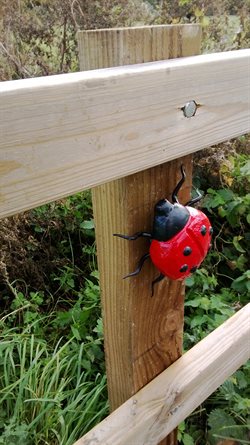 Ladybird