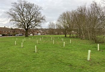 Tree planting