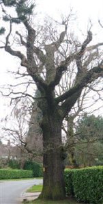 an example of bad tree care on a mature oak