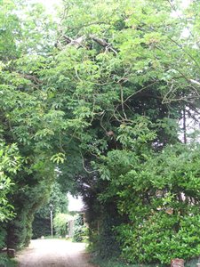 Trees in country lane