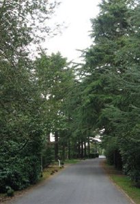 an avenue of trees enhances the streetscene