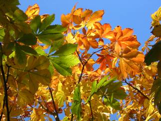 the sky seen through autumn leaves