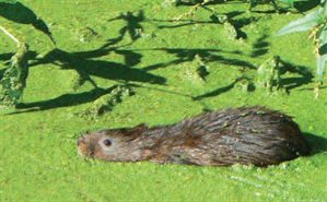 a water vole (photo: Clare Gray, Herts and Middlesex Wildlife Trust)