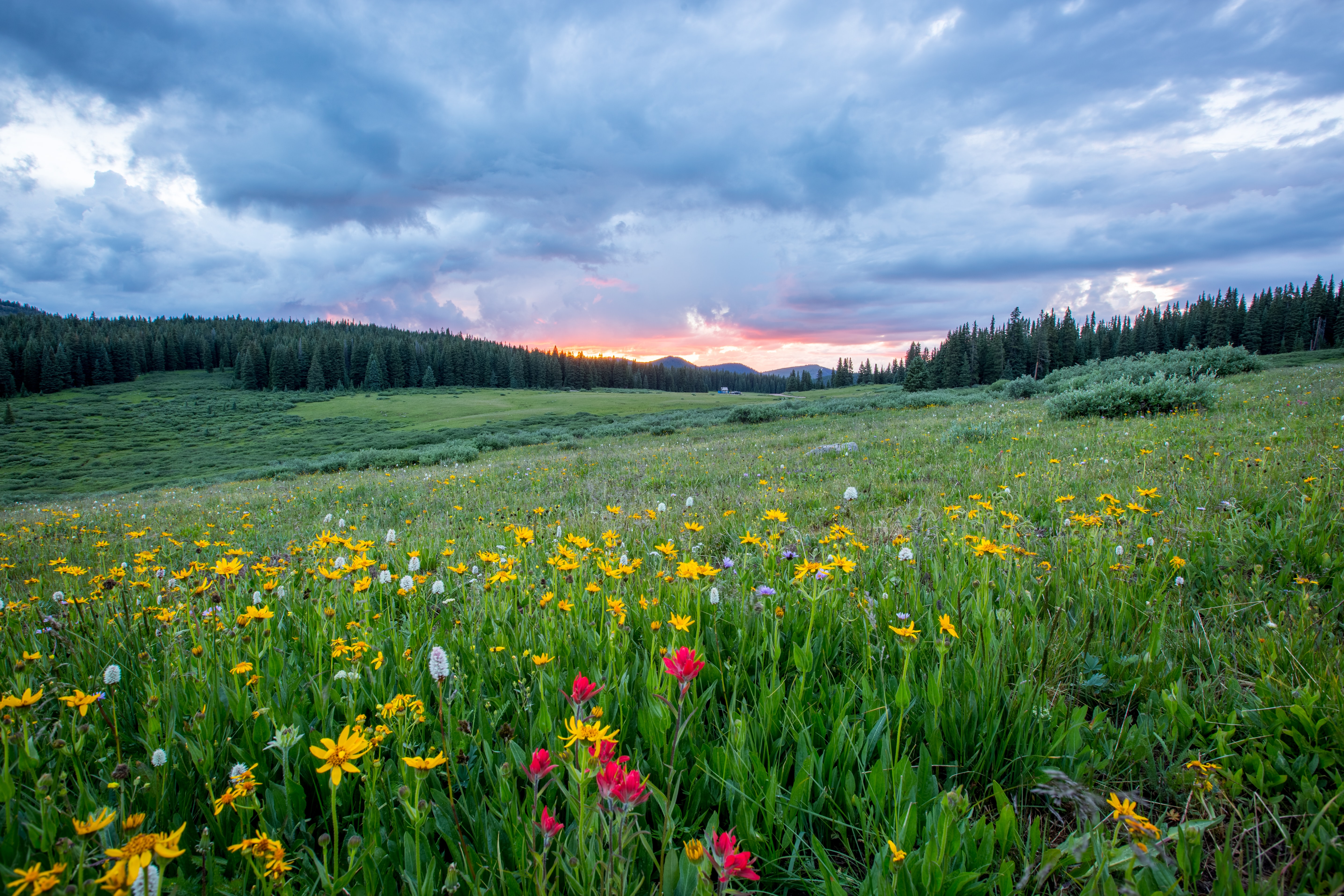 Flowers in fields with sun set in the background.