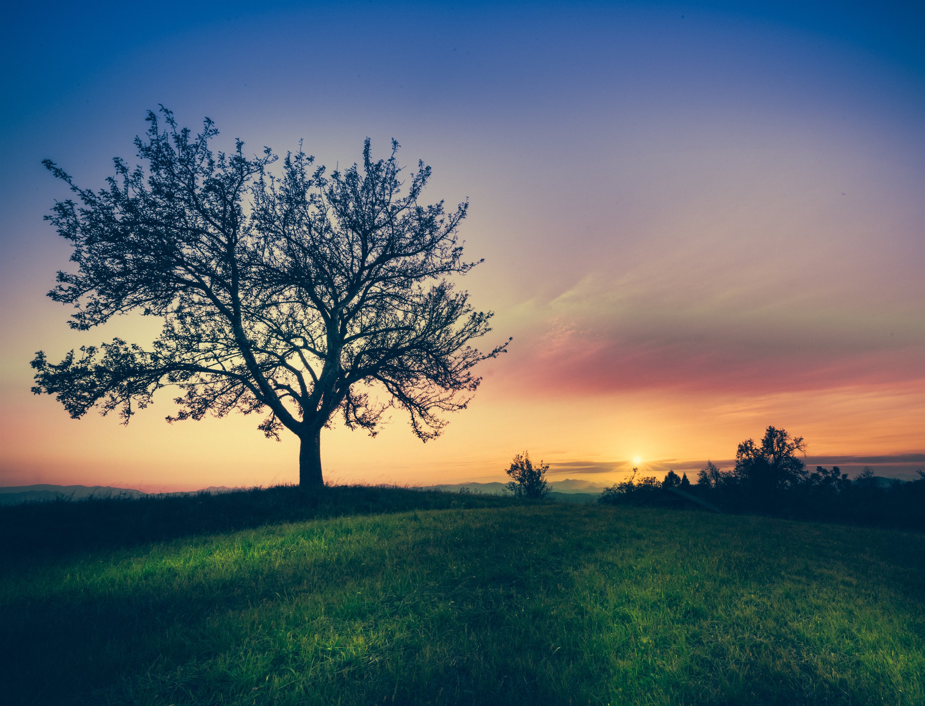 Large tree on grassland with the sun setting behind.
