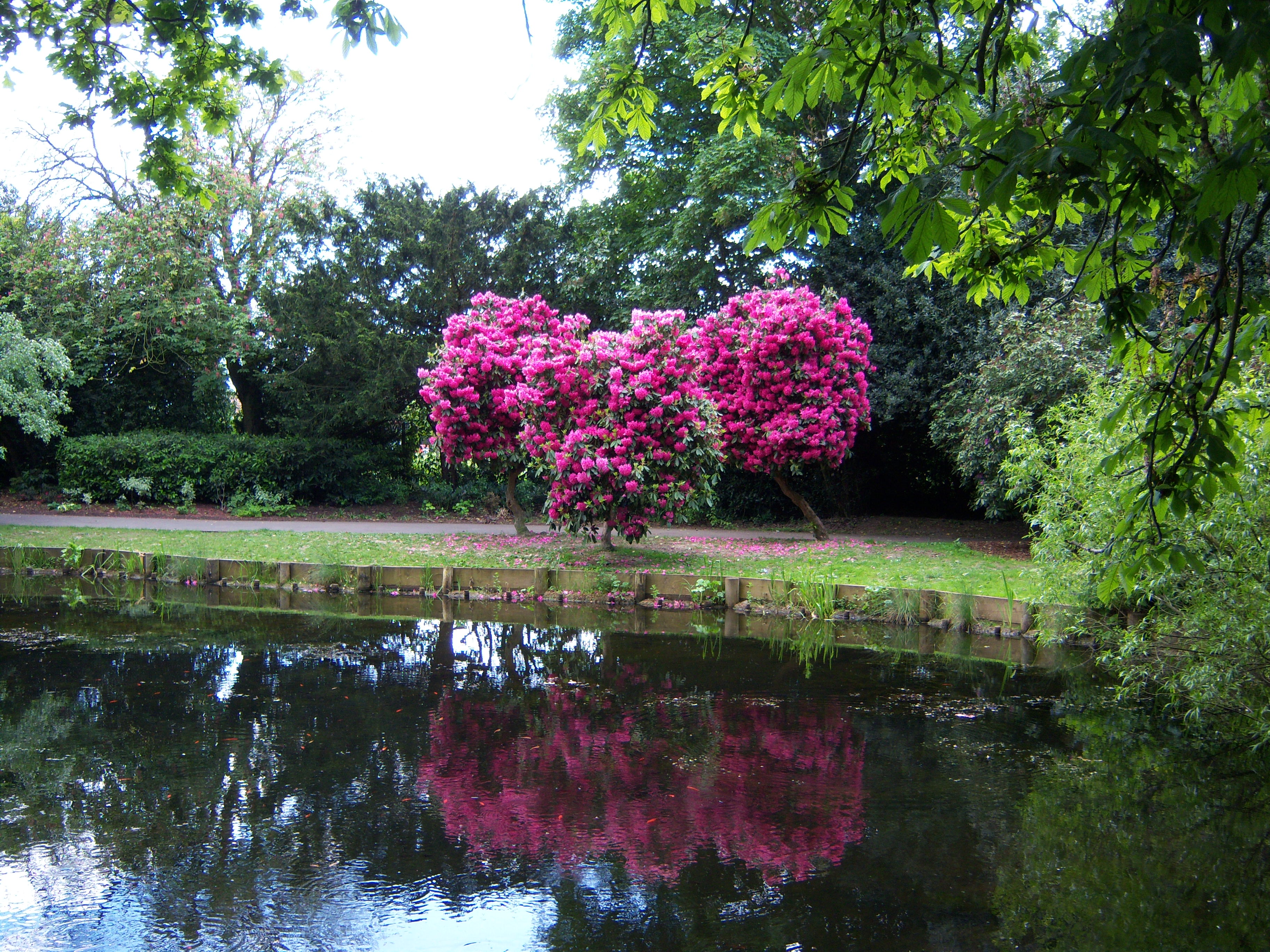 A lake surrounded by trees in Potters Bar.