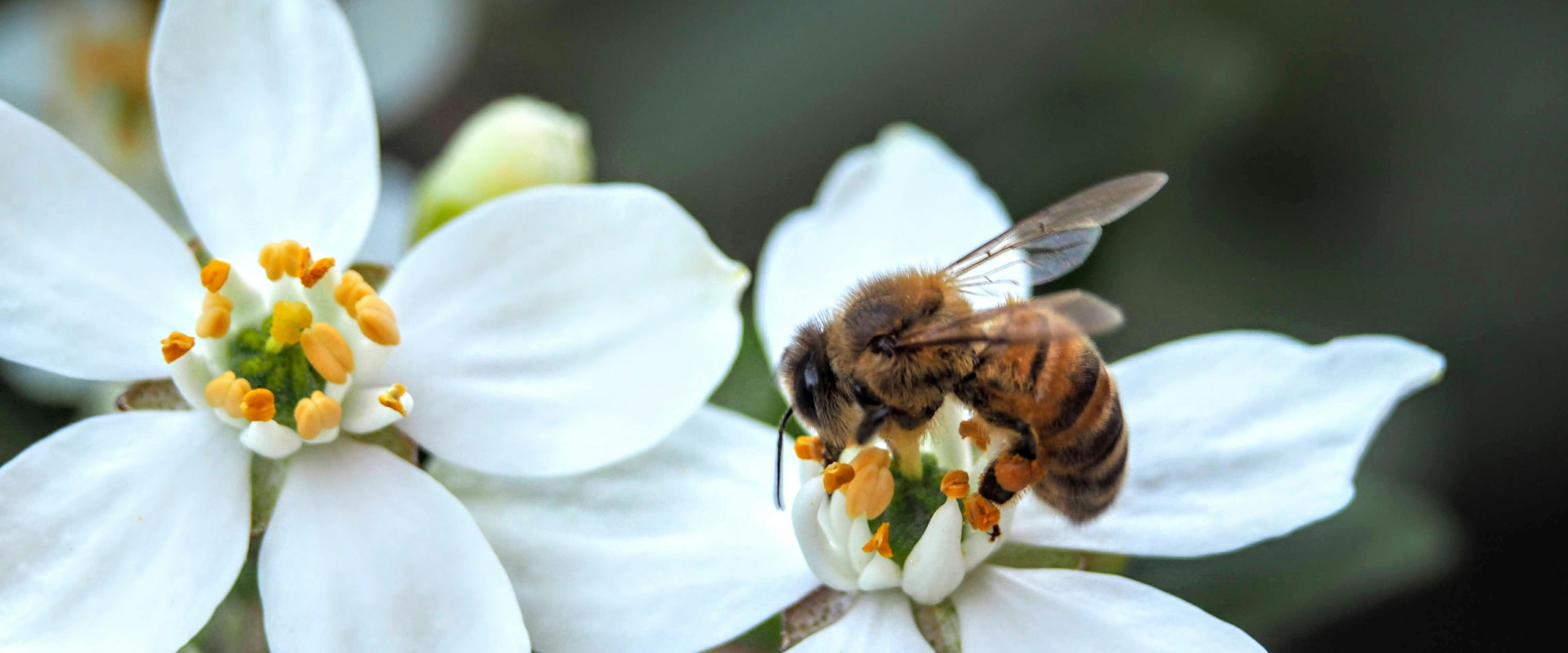 Bee collecting pollen from white flower.