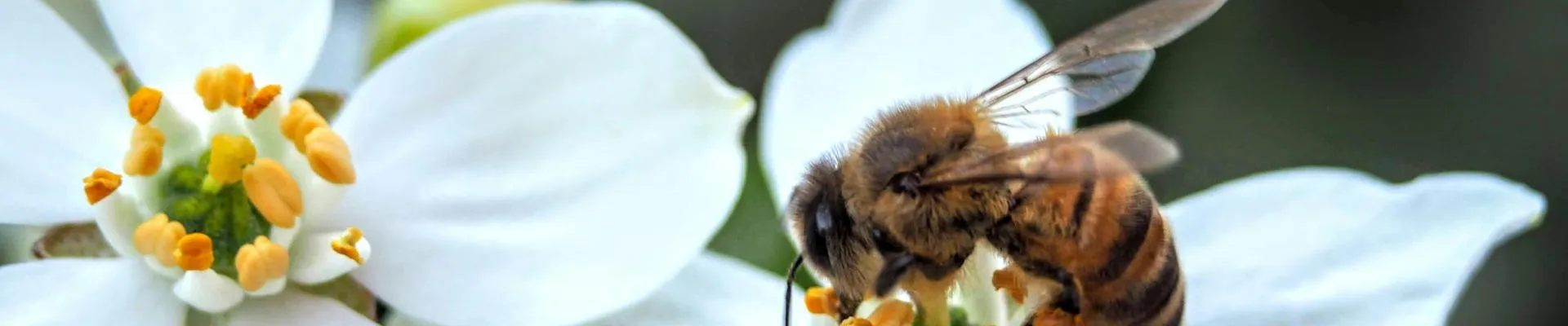 Bee collecting pollen from white flower.
