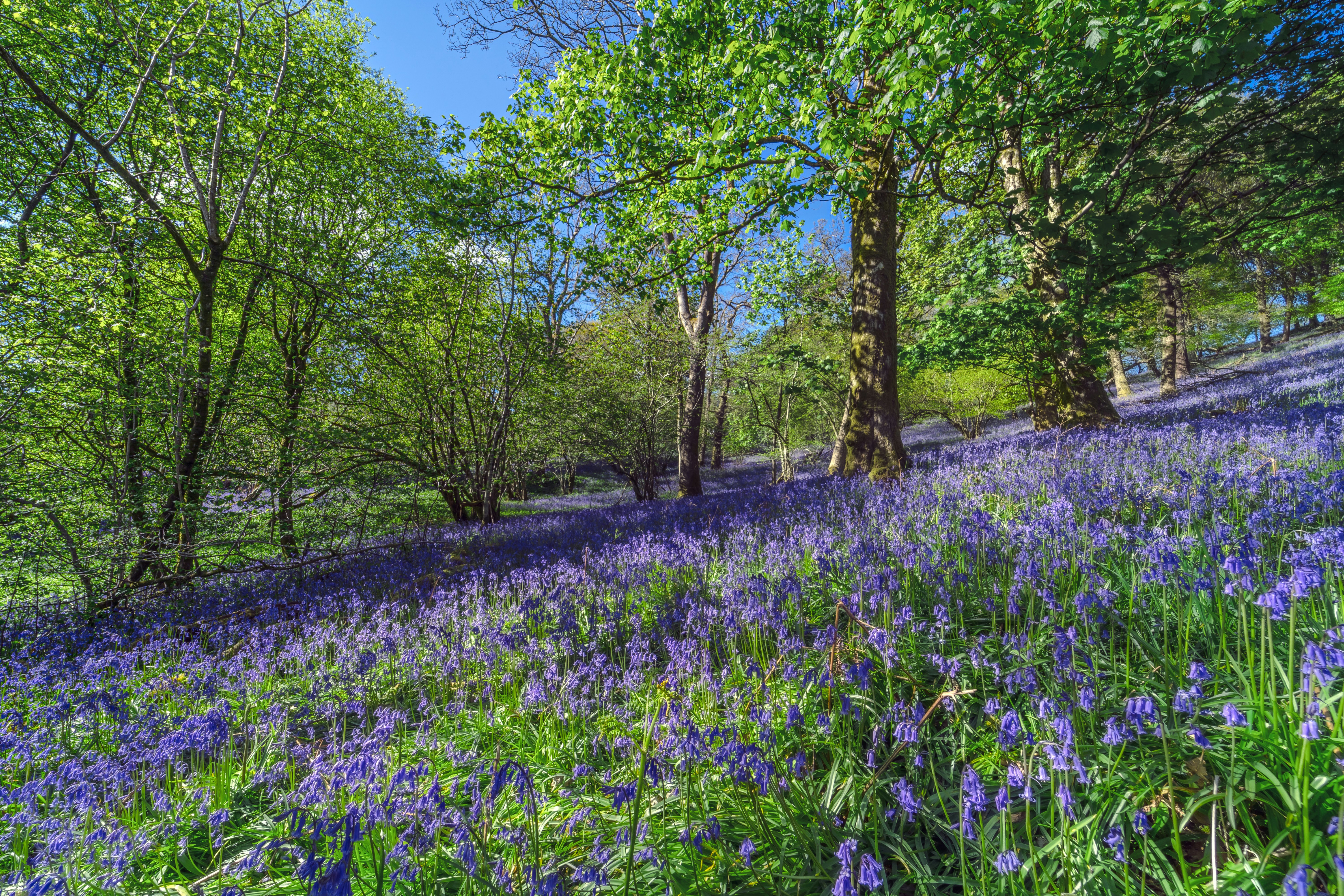 Bluebells in sunny forest with green trees and blue sky. 