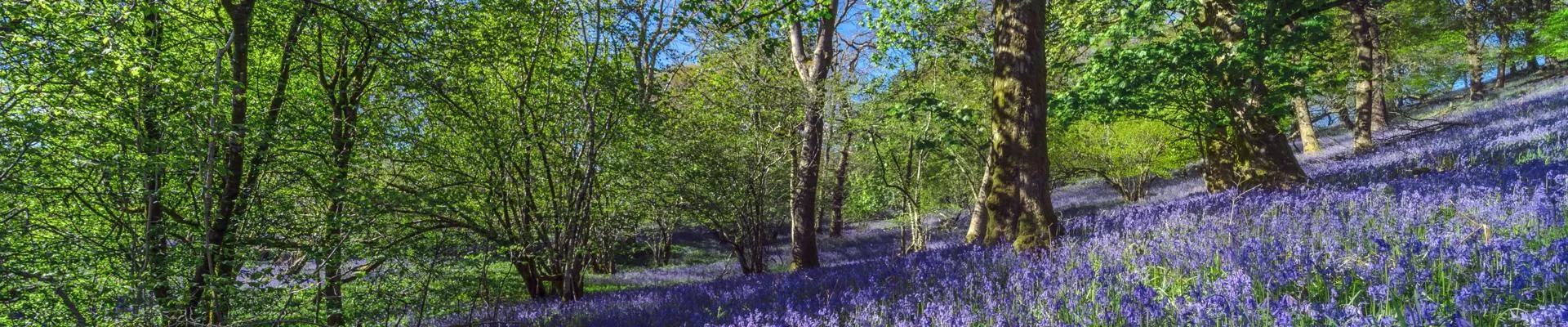 Bluebells in sunny forest with green trees and blue sky.
