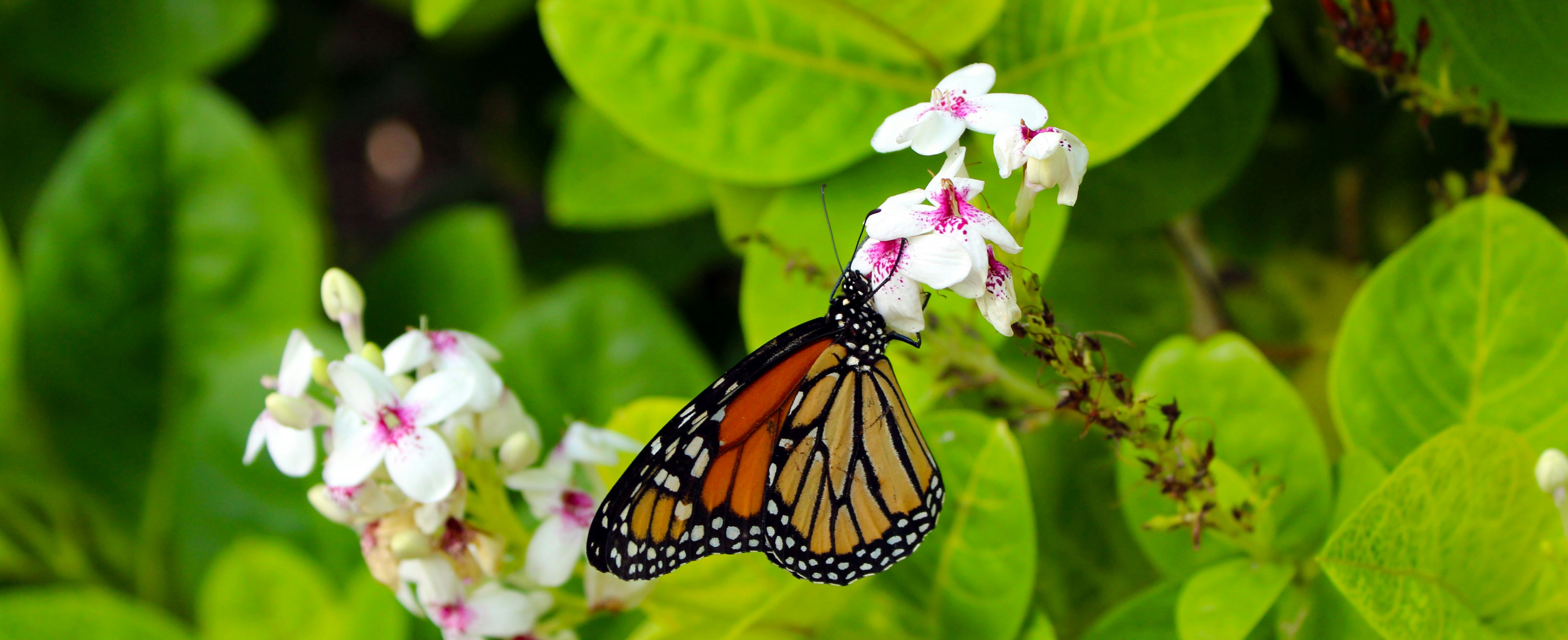 A butterfly sitting on pink flowers.