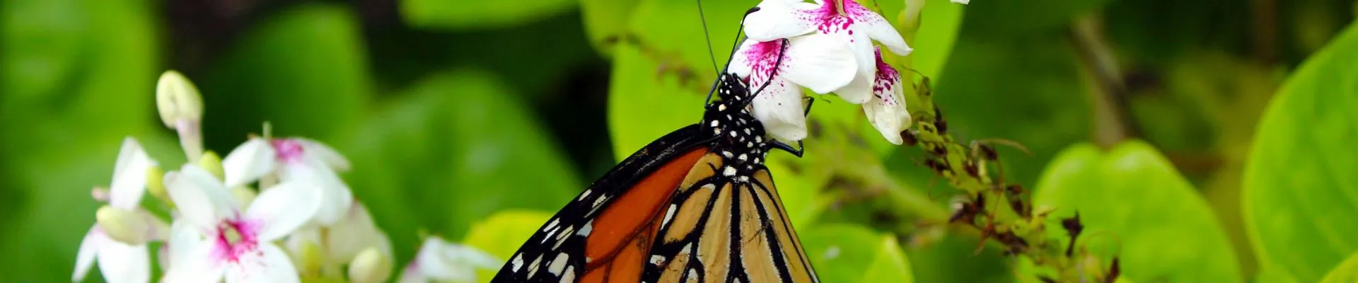 A butterfly sitting on pink flowers.