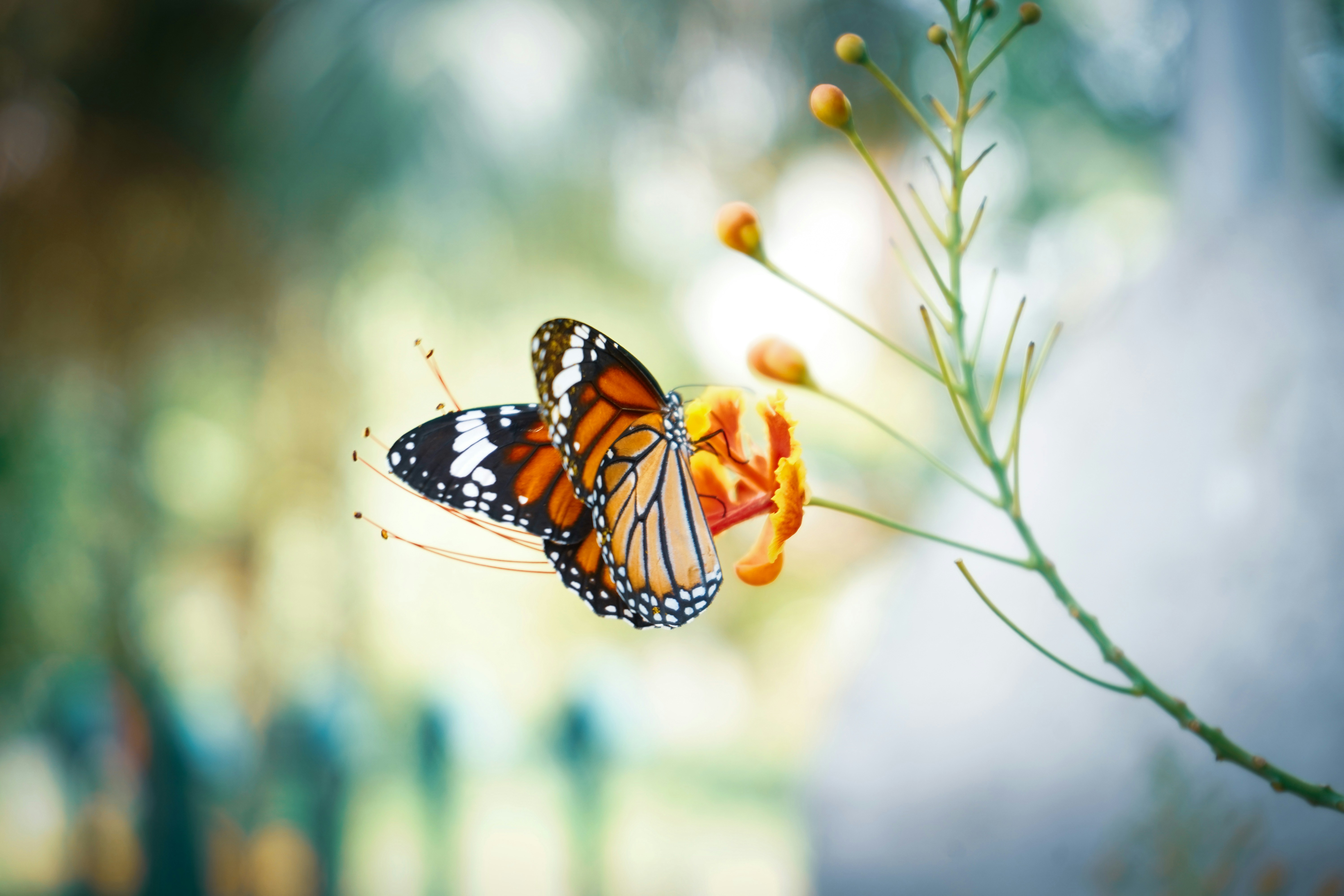 A butterfly eating pollen from a flower. 