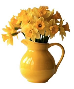 yellow jug with daffodils in