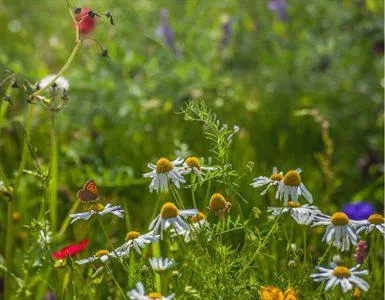 Daisy's and flowers on the grass