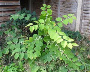 Japanese Knotweed plant in garden.