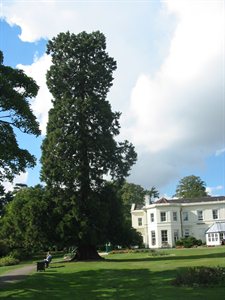 Large evergreen tree (Wellingtonia/Giant Redwood) in Oakmere Park