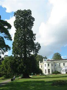 Large evergreen tree (Wellingtonia/Giant Redwood) in Oakmere Park