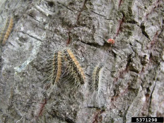 Oak Processionary Moths