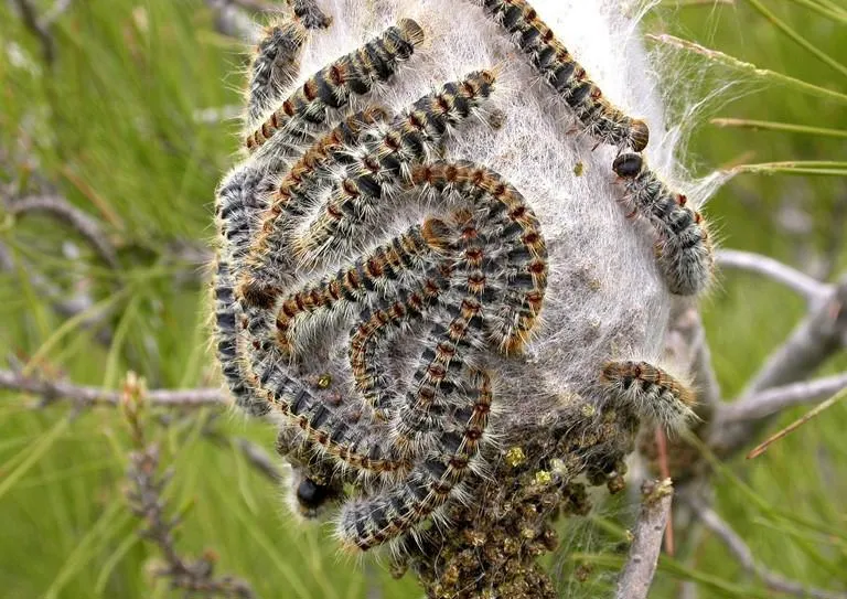 A photograph of Oak Processionary Moths and nest