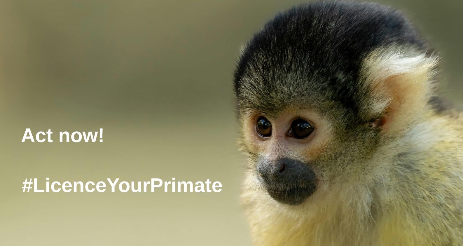 Act now! #LicenceYourPrimate