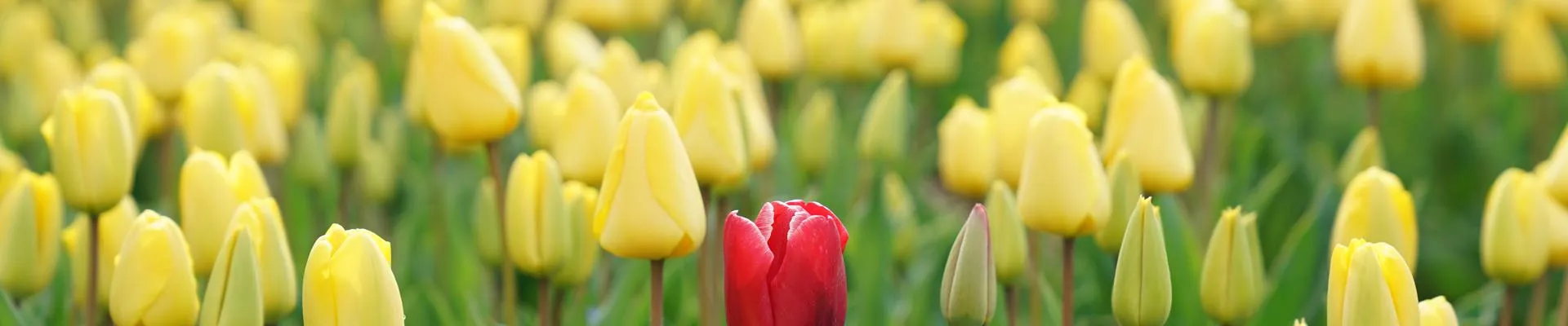 One red tulip amongst lots of yellow tulips.