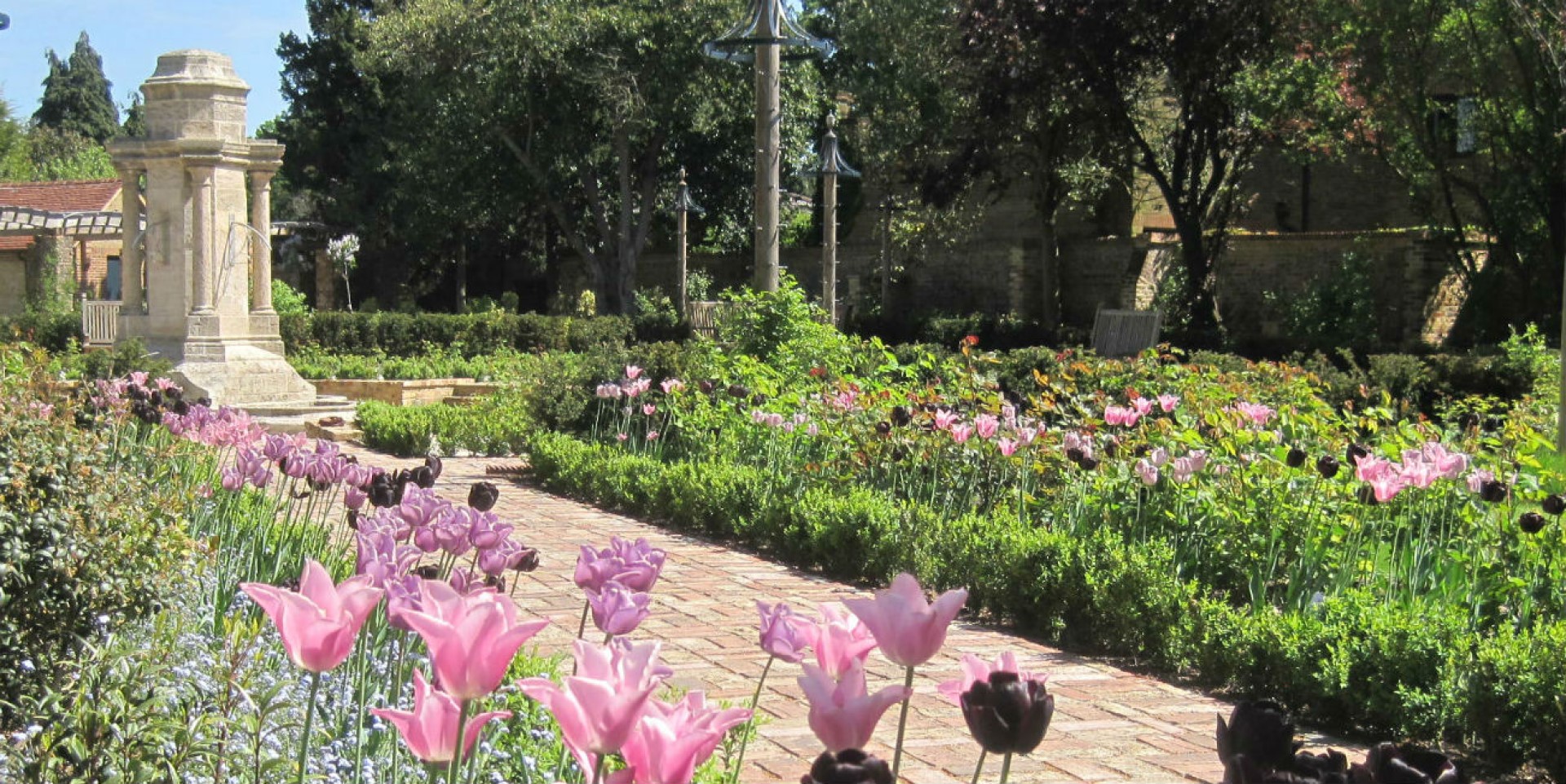 Tulips in bloom at Rose Garden