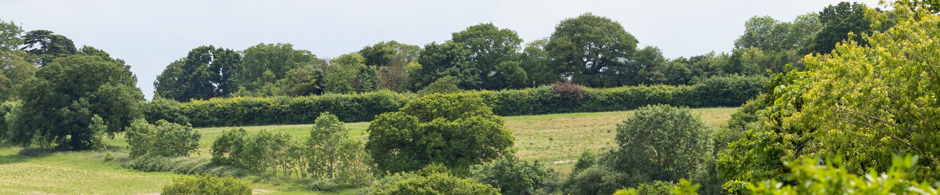 View of a field in Shenley, with yellow and green trees and bushes.